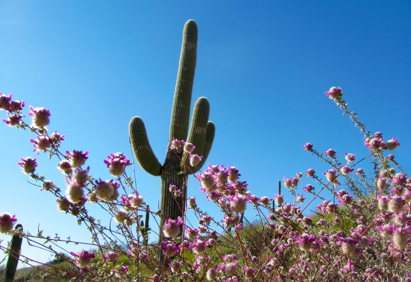 Wildflowers along Catalina Highway
